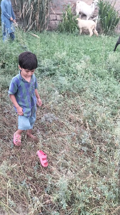 🌿 Goat Grazing & Alfalfa Harvesting in Full Bloom | Mianwali Village Life 🇵🇰Welcome to the vibrant fields of Mianwali, Pakistan! 🇵🇰In this video, we take you on a scenic journey through our daily rural life where our goats are freely grazing in th