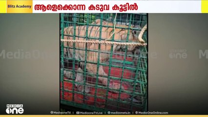 കാളികാവിലെ കൊലയാളിക്കടുവ ഒടുവിൽ കൂട്ടിൽ; കുടുങ്ങിയത് കരുവാരക്കുണ്ട് പാന്ത്രയിൽ സ്ഥാപിച്ച കൂട്ടിൽ