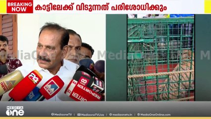 കാളികാവിൽ കടുവ കൂട്ടിലായത് ആശ്വാസകരമെന്ന് വനംമന്ത്രി; 'കാട്ടിലേക്ക് തുറന്നുവിടുന്നത് പരിശോധിക്കും'