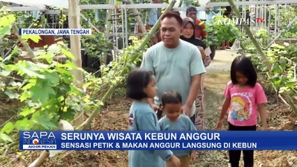 Liburan Seru Bareng Keluarga, Petik dan Cicipi Anggur Langsung dari Kebunnya | SAPA PAGI