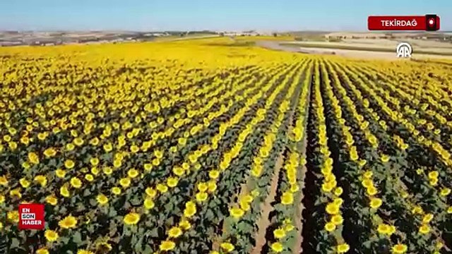 Tekirdağ'da gündöndü tarlaları sürücülere renkli rota sunuyor