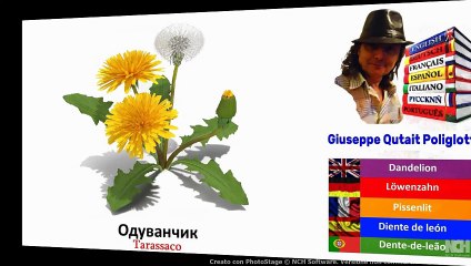 Visual Dict with Audio Одуванчик, Сапоги, Чай, Тукан