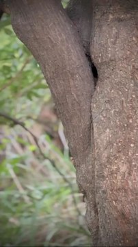 The free video is made in the jungle. Like it most, subscribe and share the video brother. Watch the Barhalganj video daily on Mausam. Don't miss the video so much that till today I have not contacted any other video.