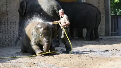 Zookeeper Showering a Baby Elephant🥰