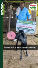 शेळी पालनामध्ये चाटण विटा कशा वापरल्या जातात?