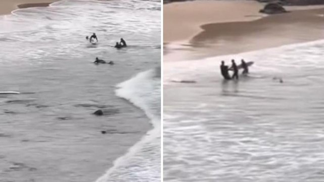 Australia, terrore in spiaggia: squalo attacca un surfista e lo segue fino a riva