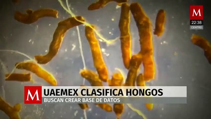 Universidad Mexiquense estudia hongos que podrían revolucionar la medicina natural