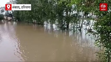 अंबाला में दरिया बने धान के खेत, फसल खराब होने से किसान परेशान, पटवारी से ली जाएगी नुकसान की रिपोर्ट