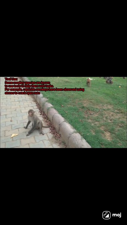 jumping in a lively park, filled with fun and nature's charm!  #ViralVibes #NatureLovers #WildMoments #InstaReels