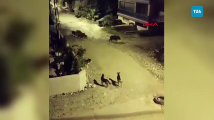 Hatay'da yaban domuzları mahalleye indi