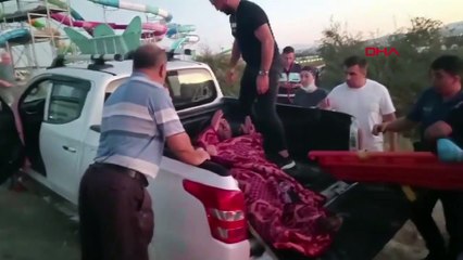 Antalya'da aslan paniği! Hayvanat bahçesinden kaçtı: 1 kişiyi yaraladı
