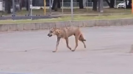 Ravenna, il video del lupo avvistato nel parcheggio dell'ospedale