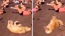 Lustiges Video zeigt Hund beim Bauchmuskeltraining im Fitnessstudio