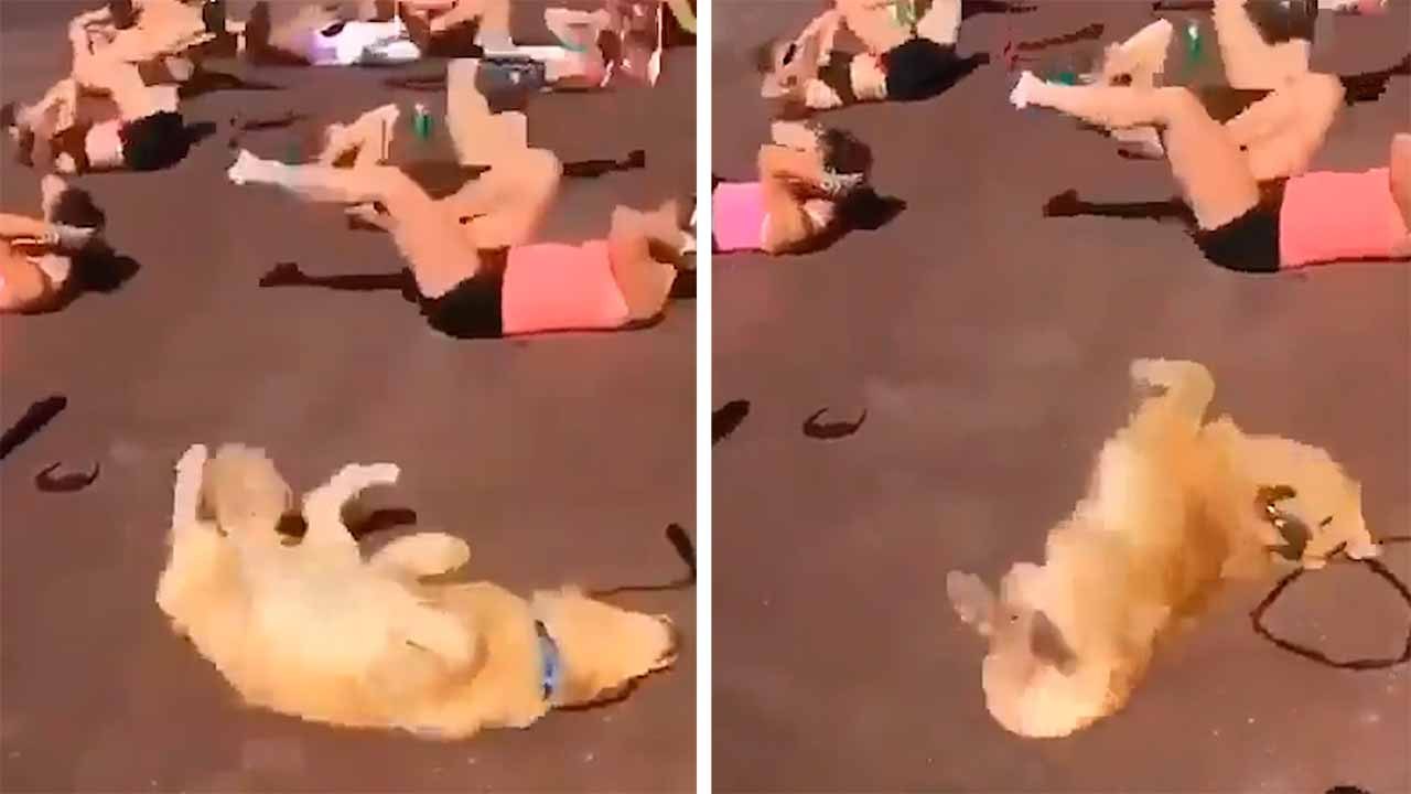 Lustiges Video zeigt Hund beim Bauchmuskeltraining im Fitnessstudio