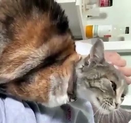 The Fluffiest Therapist Ever 🐾❤️ #catlove #shorts