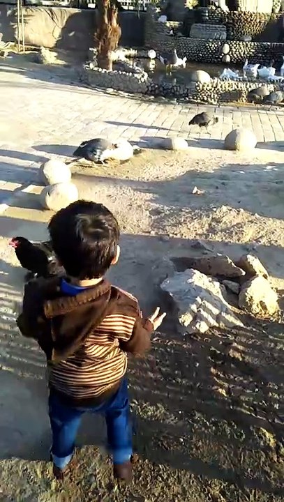 chicken hunt