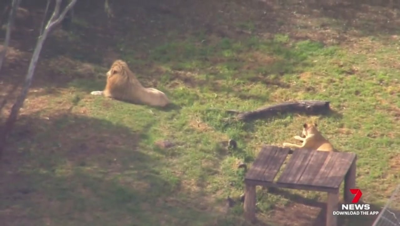 Woman mauled by lion in zoo enclosure airlifted to hospital