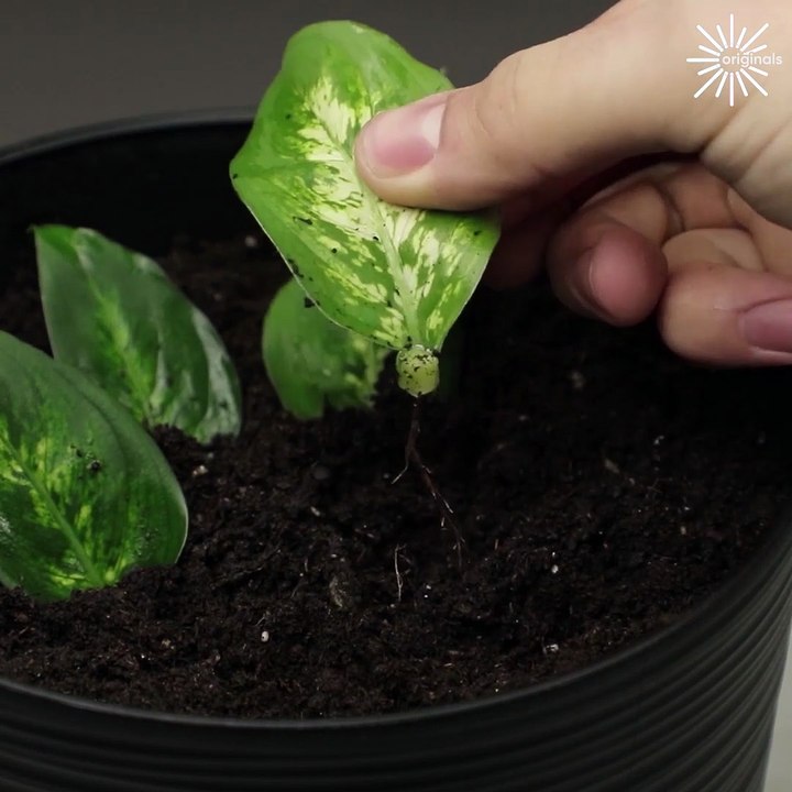 Creative planting hacks you need to try!