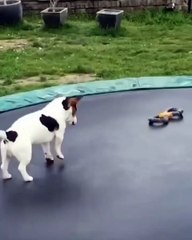 happy dog bouncing on a trampoline pure joy! 🐶❤️