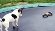 happy dog bouncing on a trampoline pure joy! 🐶❤️