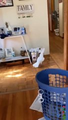 parrot talking to himself around the house too funny! 🦜🤣