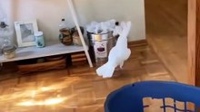 parrot talking to himself around the house too funny! 🦜🤣