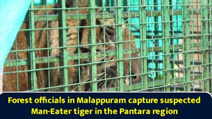 Forest officials in Malappuram capture suspected Man-Eater tiger in the Pantara region