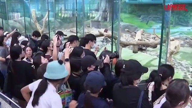 Torta ghiacciata per il panda che festeggia 12 anni: la folla corre per vederlo