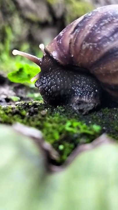BEKICOT | SNAIL GALAU