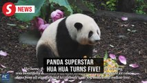 Paw-sitively adorable! Hua Hua marks her “coming-of-age” at 5