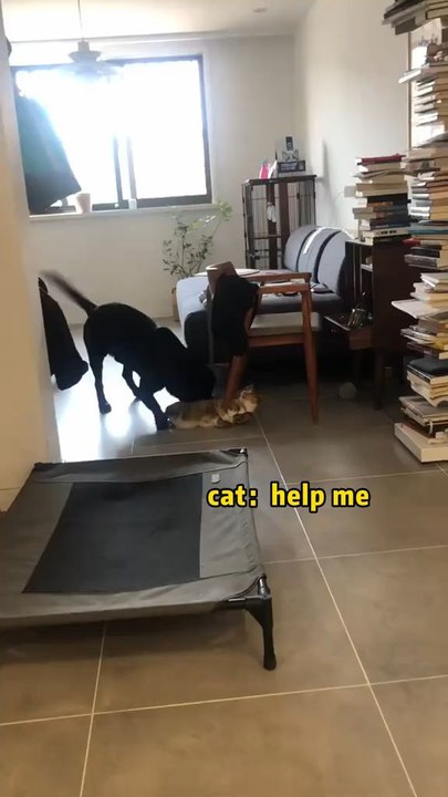 s'entendre comme Chiens et Chats