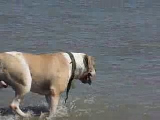 venom american bulldog