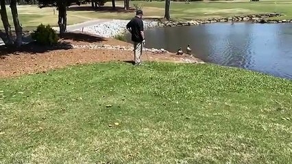 Une oie défend une balle de golf comme si c'était son oeuf