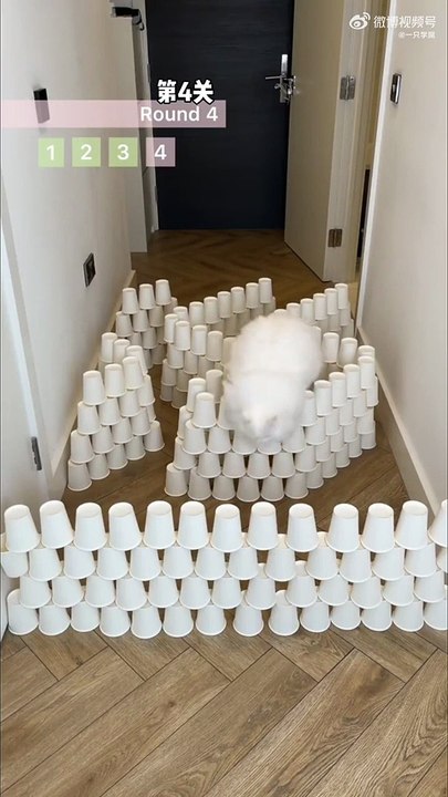 Chat vs obstacles... trop drôle