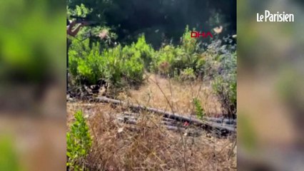 Un ouvrier se bat avec un lion échappé d’un zoo en Turquie