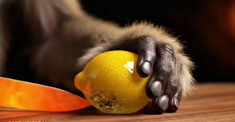 monkey asmr glass jelly fruit