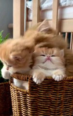cute little orange kittens 😸 😍 ♥