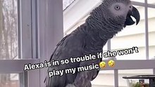 parrot vs alexa laugh out loud moment! 🤣