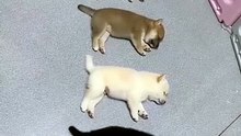 puppies sleeping so adorably your heart will melt ❤️