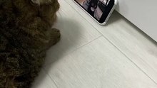 cat watching phone and vibing to the music 😹