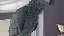 parrot counting numbers laugh till you cry! 🤣