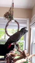 parrot says let’s go in the pool hilarious! 🦜😂😂😂