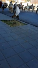 Maltrato animal: Gaucho golpeó brutalmente a un perro en pleno desfile