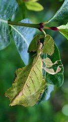 All video about birds life and hunting birds etc