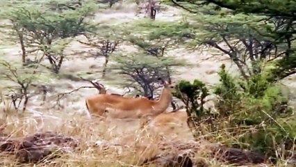 Big Cat Diary S2E4 - Part 2