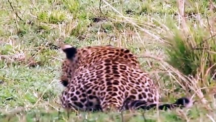 Big Cat Diary S2E5 - Part 2