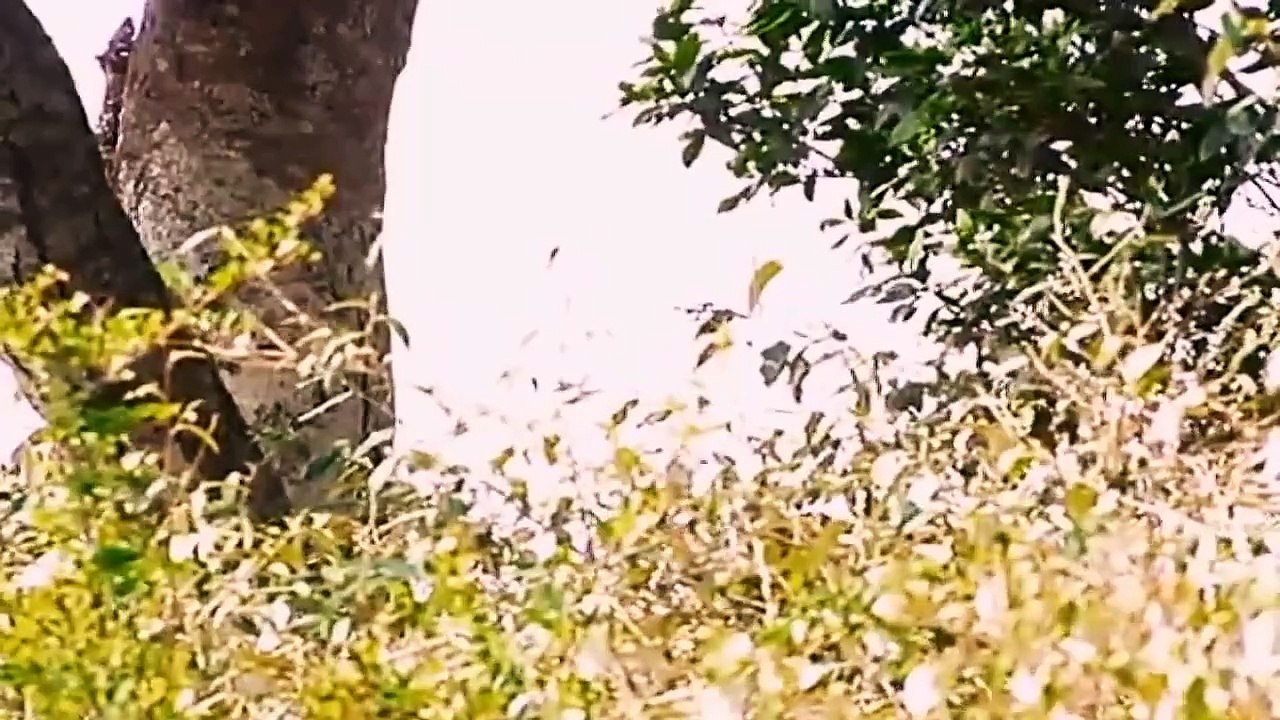Big Cat Diary S2E6 - Part 2