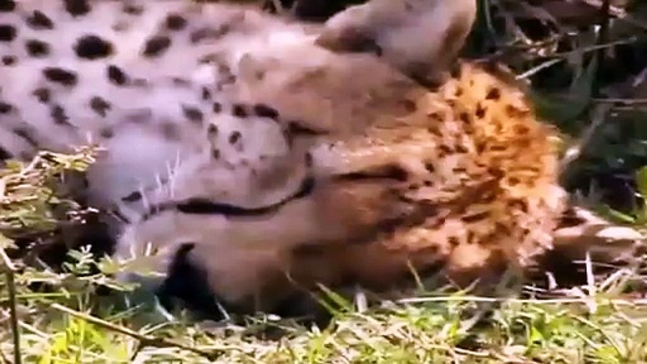 Big Cat Diary S2E7 - Part 1