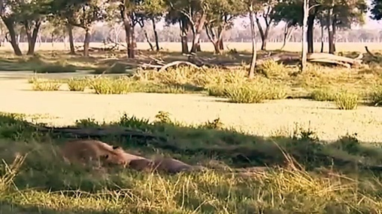 Big Cat Diary S2E7 - Part 2