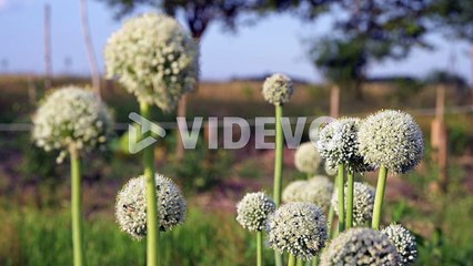 Blooming white onion plant in garden